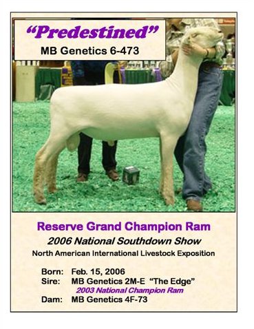 Predestined - NAILE 2006
